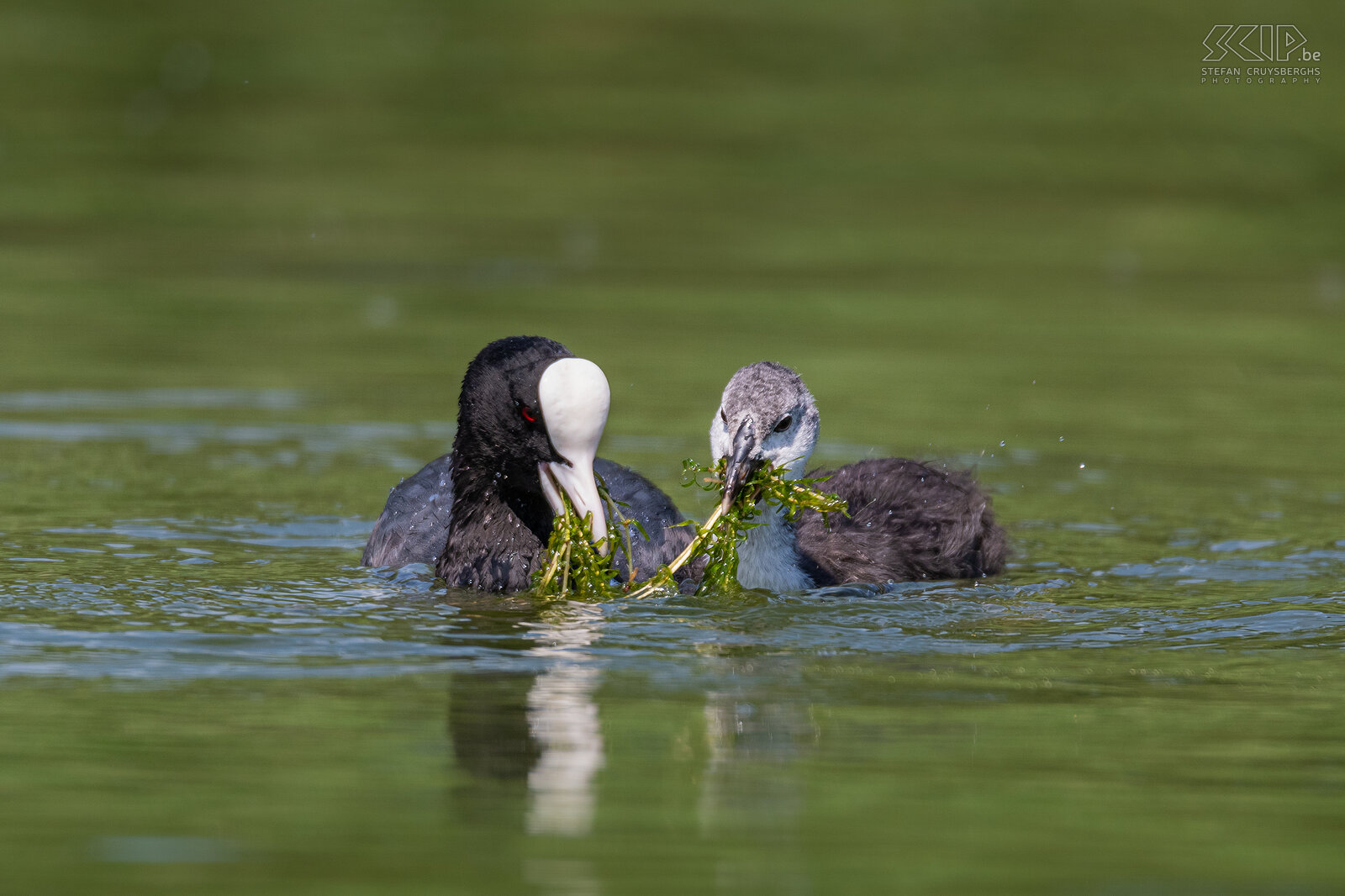 Water birds - Coot with chick Eurasian coot / Fulica atra Stefan Cruysberghs